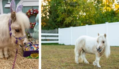 Massachusetts Pony 'Stewie Vuitton' Could Be Next Cadbury ... Bunny?