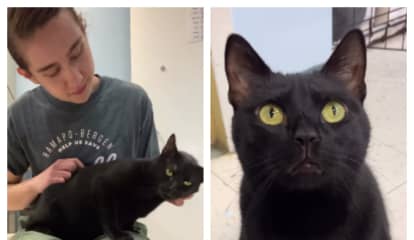 NJ Shelter's Viral Adoption Video Is Finally Helping This Cat Find New Home