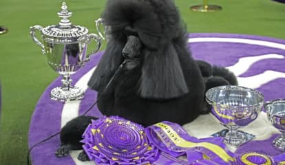 Famed Westminster Kennel Club Dog Show Coming To Westchester's Lyndhurst