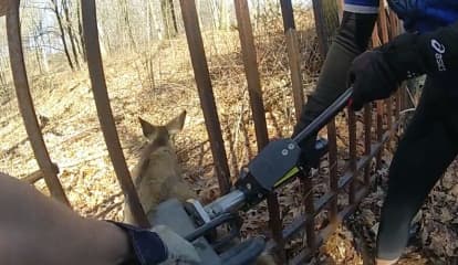 Deer Stuck In Iron Gate Freed By Hydraulic Tool In Bedford: Video