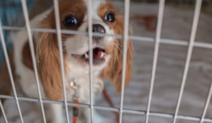 'Standing Up For The Voiceless': Officials Hail New NY Law Limiting Pet Sales