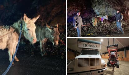 Donkeys Found Roaming On Roadway In Westchester