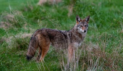 Marist College Student Bitten By Animal Believed To Be Coyote