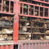 Dogs at the Chinese slaughterhouse.