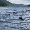 A 'log' spotted by fishermen in the water, turned out to be a black bear swimming in the water.