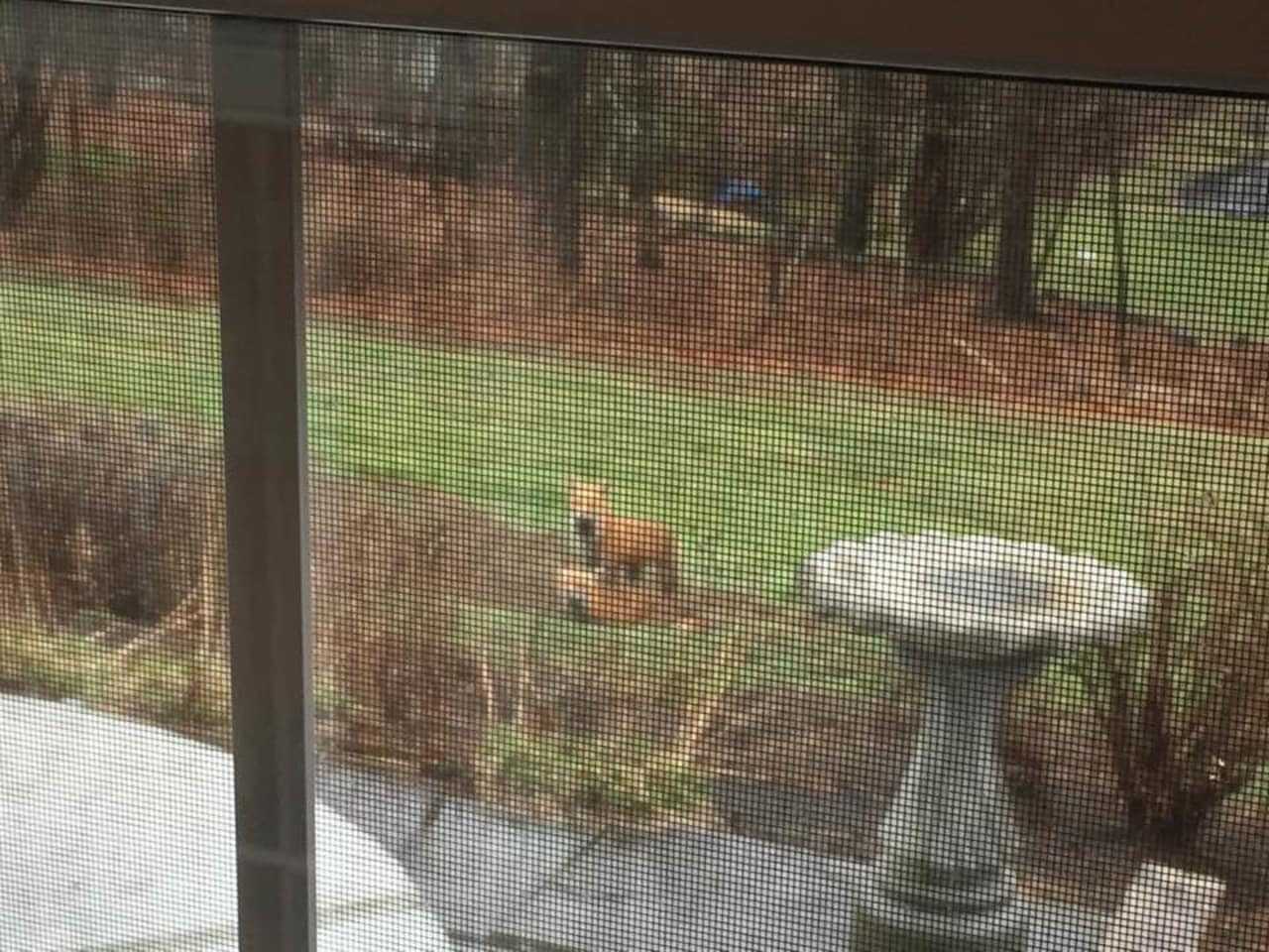 Who is watching whom? Two foxes in a Newtown backyard seem to be looking straight into the house.