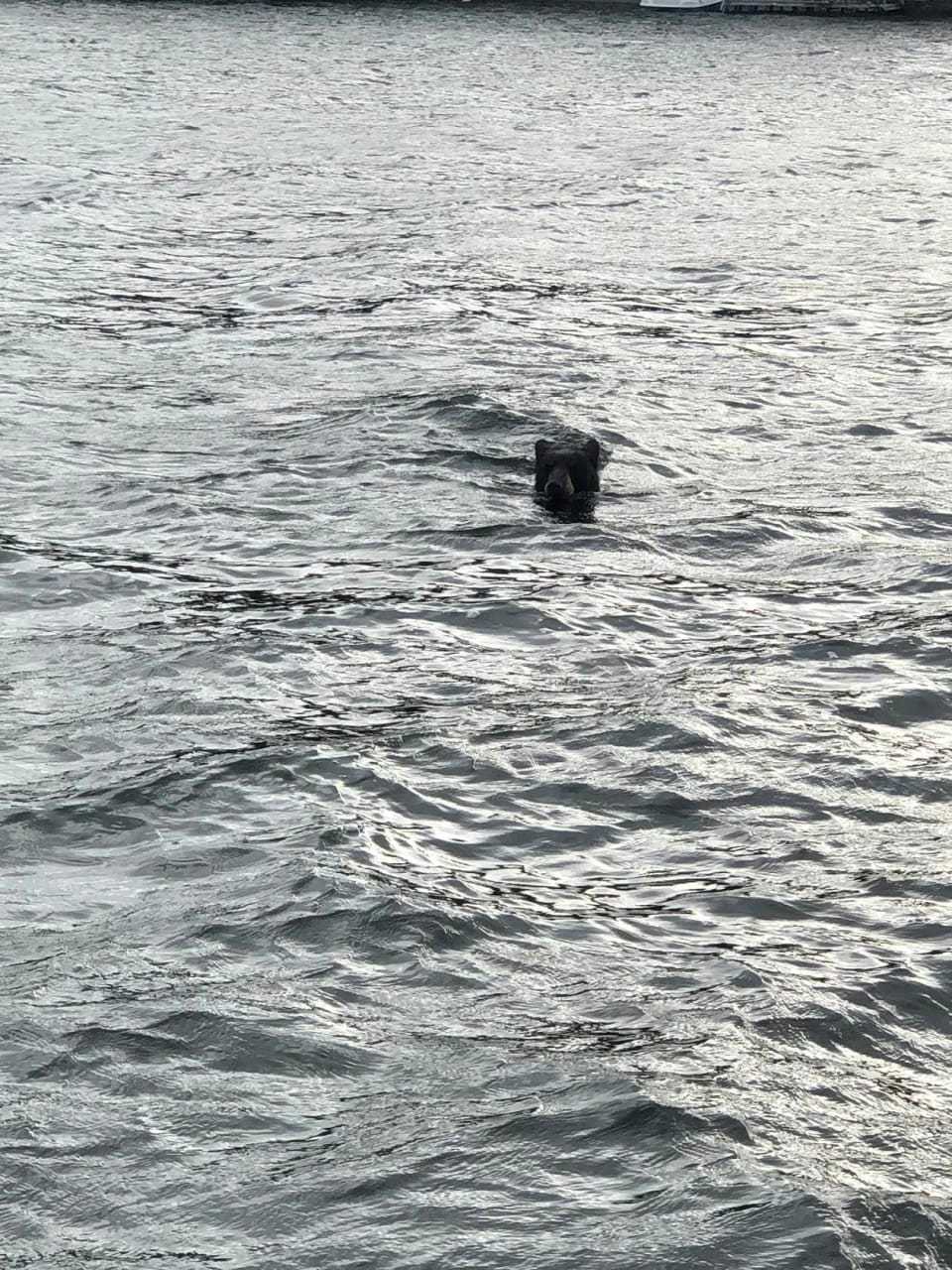 The bear taking a breather.