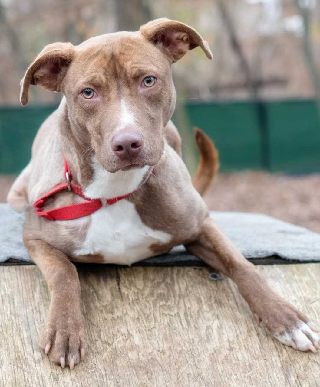 Mindy is available for adoption at the SPCA of Westchester.