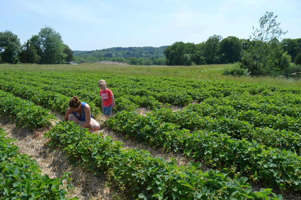 Guests enjoy sweeping vistas while strawberry picking at Jones Family Farms in Shelton.