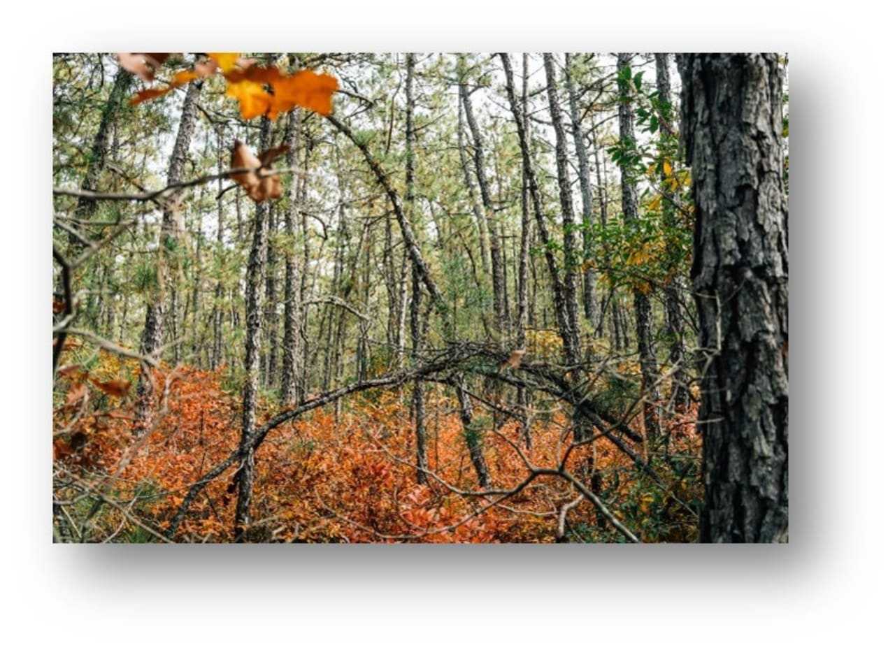 100-Acre Wildfire Rages In South Jersey