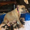 Holly and her pups.