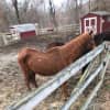 The Putnam County SPCA announced the arrest of a man who abused two horses.