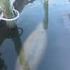 Manatee Spotted In Waters By New London County After Traveling Hundreds Of Miles: Here's Where