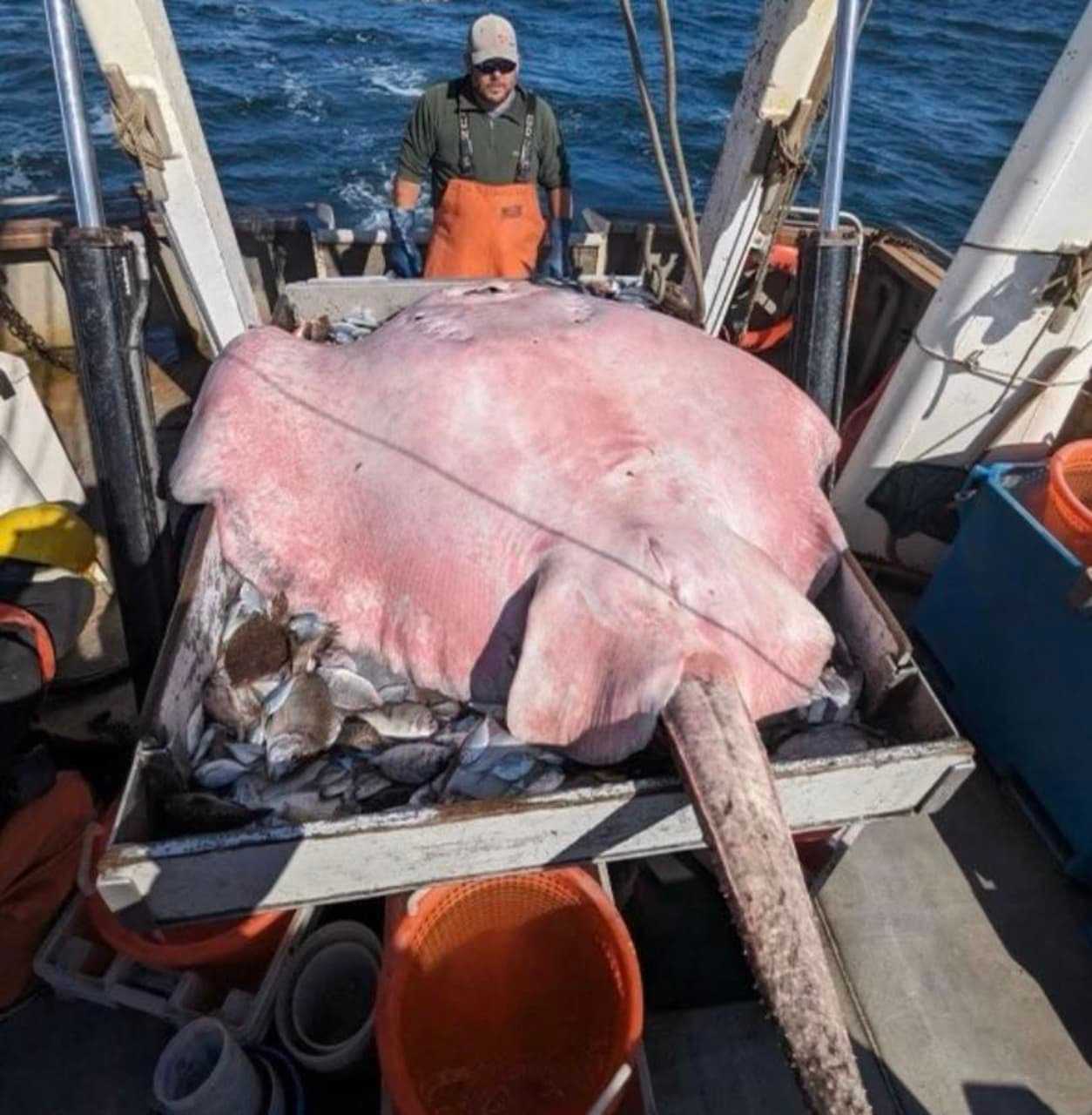 'Huge' 400-Pound Stingray Pulled From Long Island Sound Off CT Coast