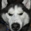 Death Of Husky Probed As 'Criminal Matter:' West Milford PD