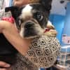 <p>Bruna at the Bergen County Animal Shelter in Teterboro.</p>