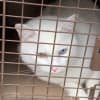 Diamond, an abandoned cat, is looking for a forever home in Westchester.