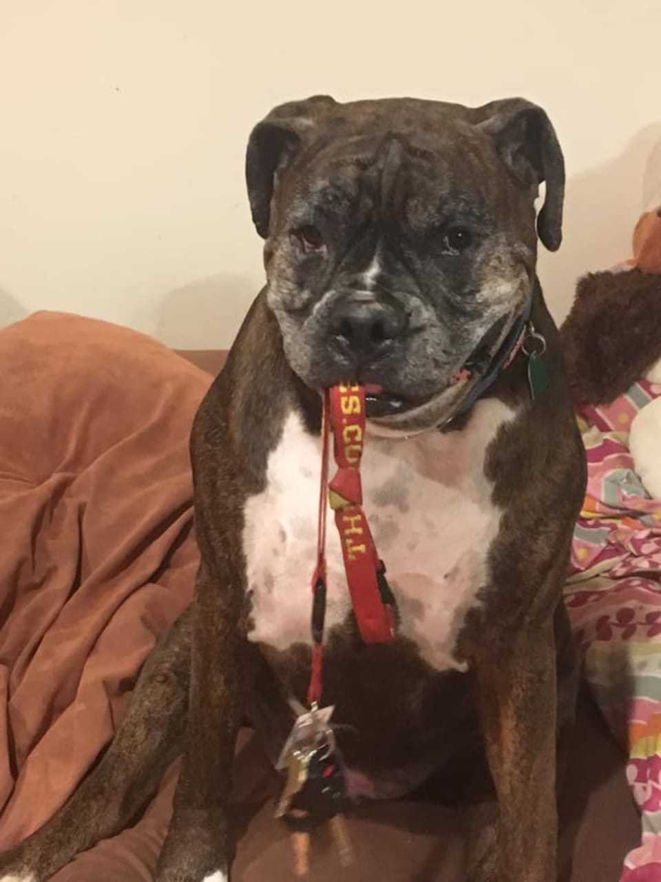 Remy is a Bulldog who likes to take his owner's keys.