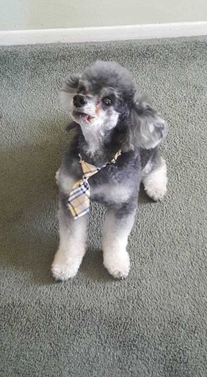 Pepper is a Phantom Toy Poodle.