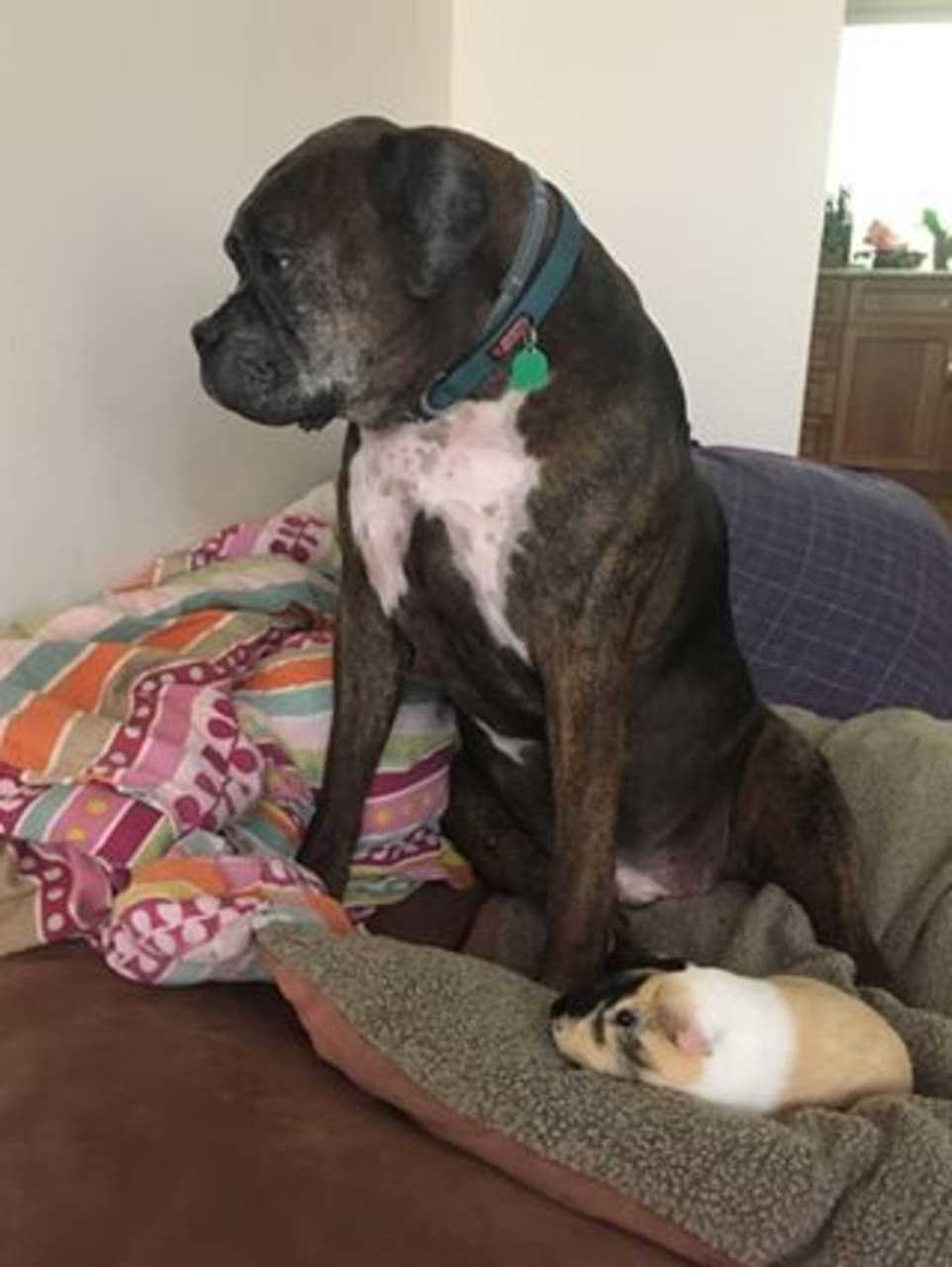Remy is a Bulldog with a pet guinea pig.