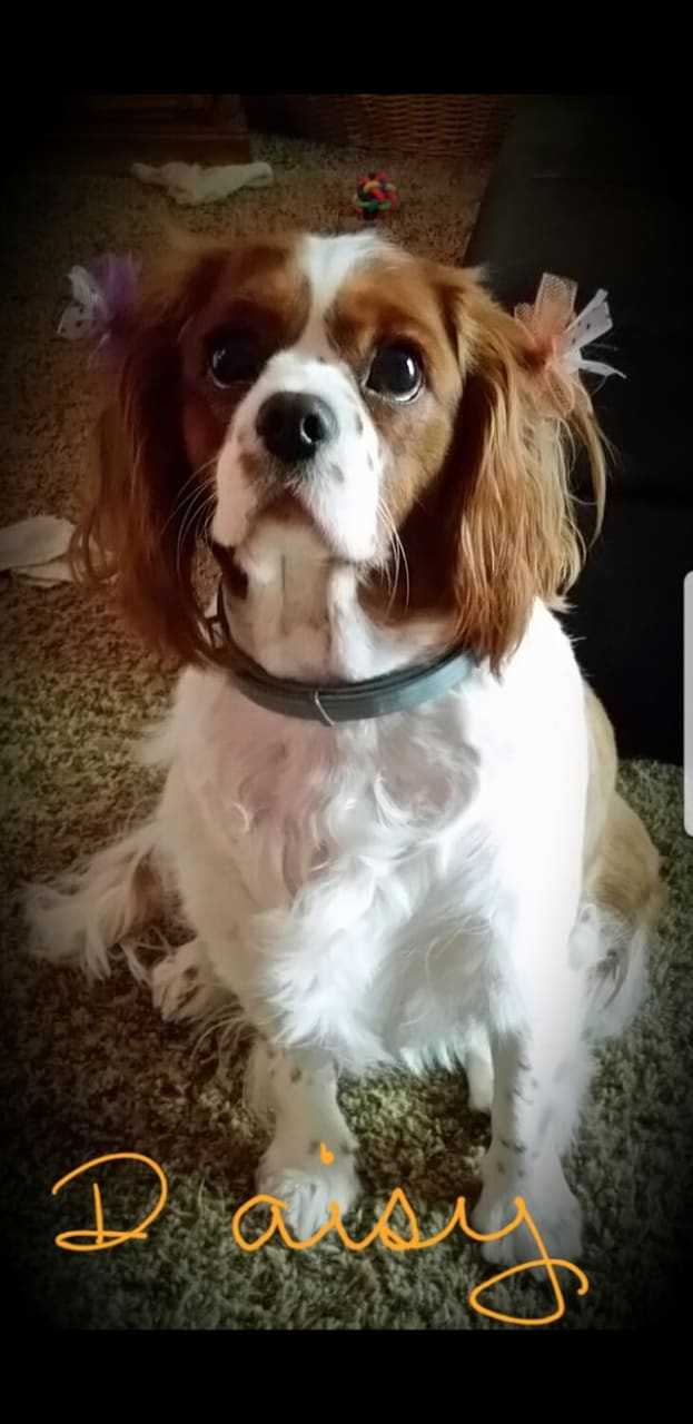 Daisy is a Cavalier King Charles Spaniel Blenheim.