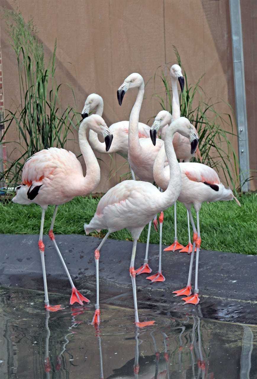 <p>Flamingos will be on exhibit this summer at the Maritime Aquarium, starting this Saturday.</p>