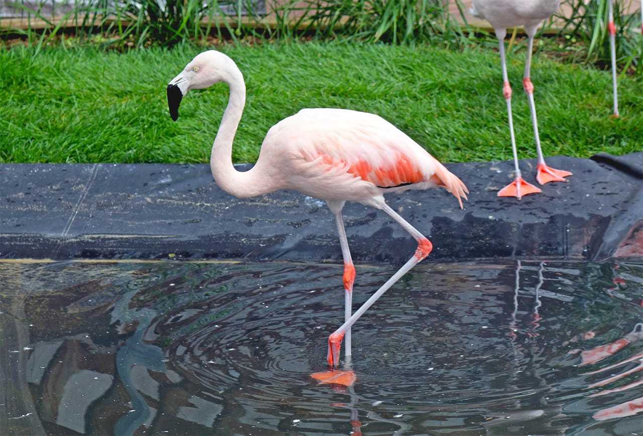 <p>A flamingo dips its foot into the water in the courtyard at the Maritime Aquarium in Norwalk.</p>