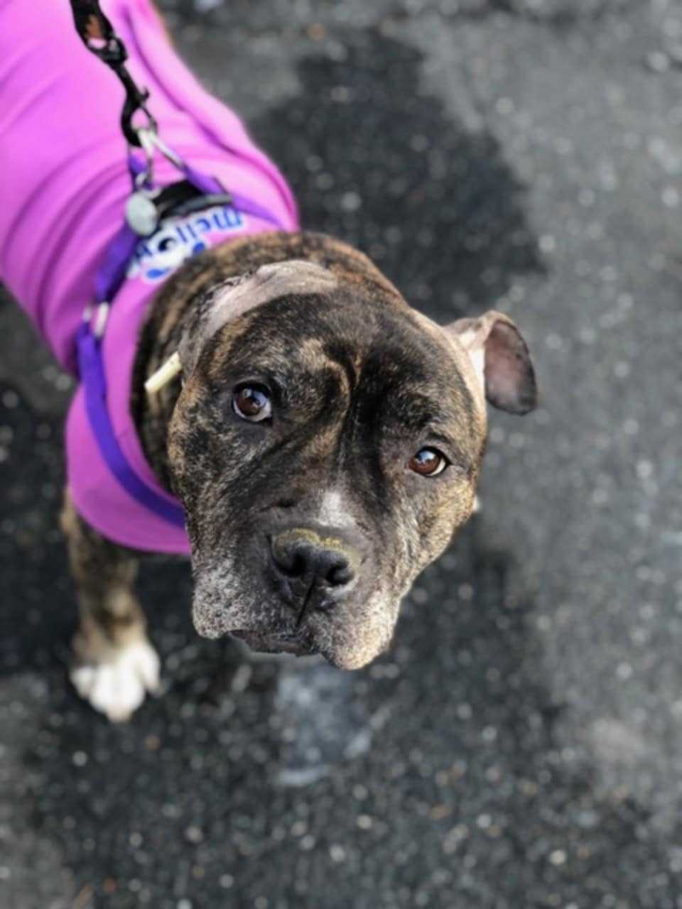 RBARI's Buffie won $5,000 in a national competition that helps dogs silently suffering like she was.