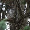 The Great Horned Owl can be found in the park's wooded areas.