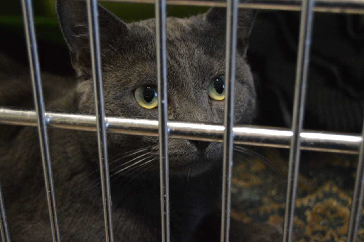 A furry friend awaits their forever home at the Shelton Animal Shelter located at 11 Brewster Lane in Shelton.
