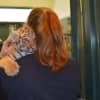 An Amur tiger prepares to meet the press at Beardsley Zoo Thursday.