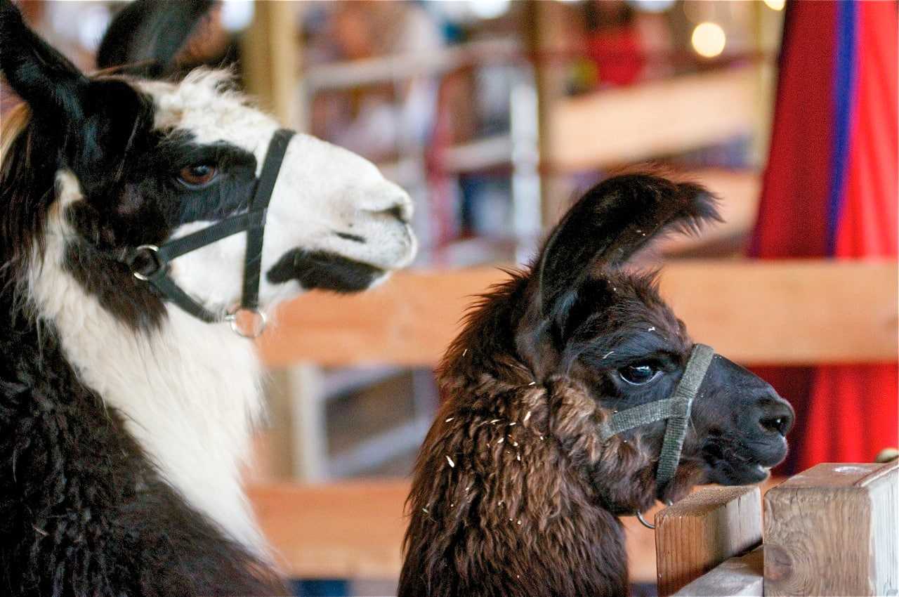 These two are just checking out the scene Tat Tuesday's Dutchess County Fair.