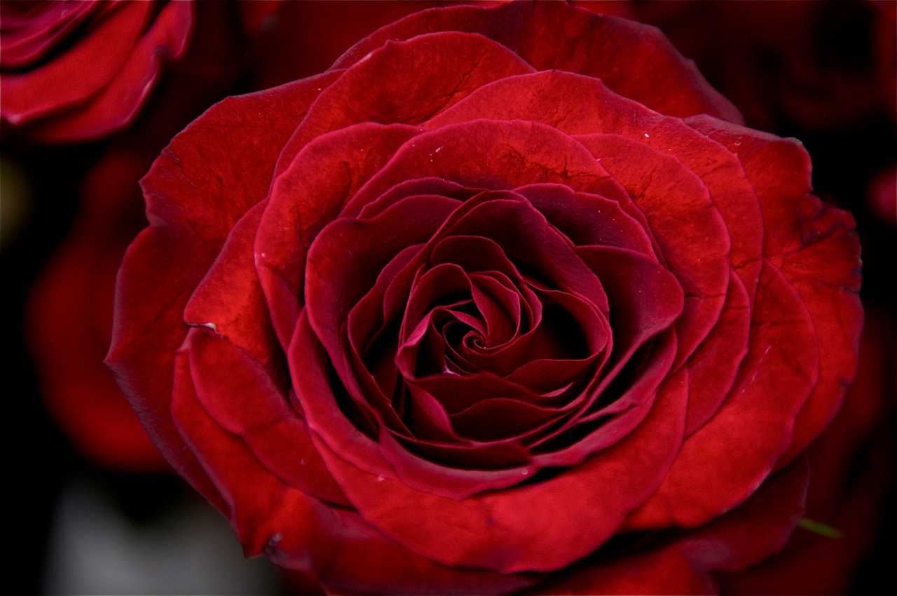 Red roses are still number one for Valentine's Day.