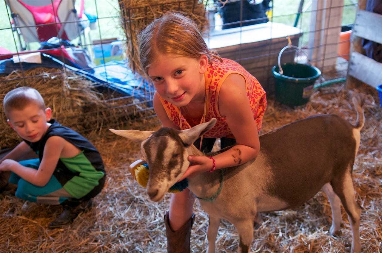 The animals at the fair are always a favorite for many.