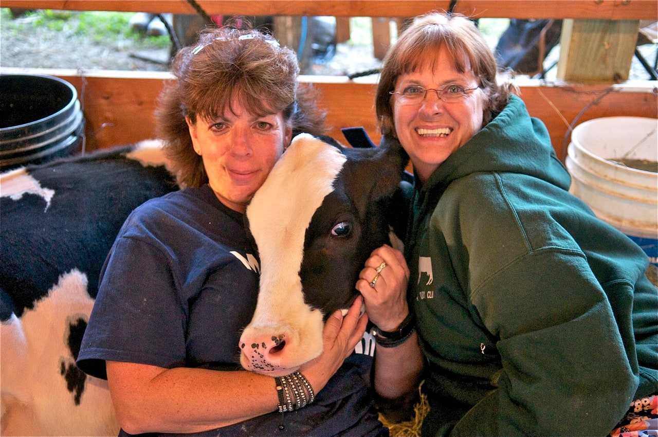 This fair worker enjoys a relaxed moment with a cow at Tuesday's opening day at the Dutchess County Fair.
