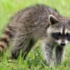 Rabid Raccoon Found In Anne Arundel Neighborhood