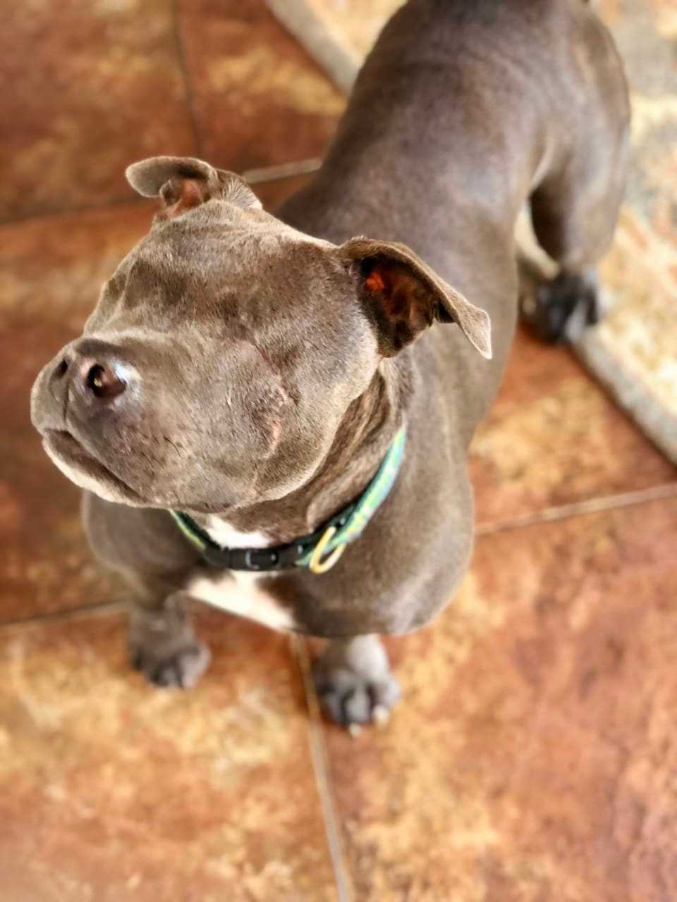 Guinness, a former bait dog lost her eyes when acid was poured over them while a puppy. She is but one of many dogs available for adoption.