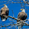 The pair of bald eagles in a photo taken from the backyard of a Greenwich resident.