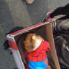 A guinea pig dressed up as Spider-Man at the pet parade in Ossining.