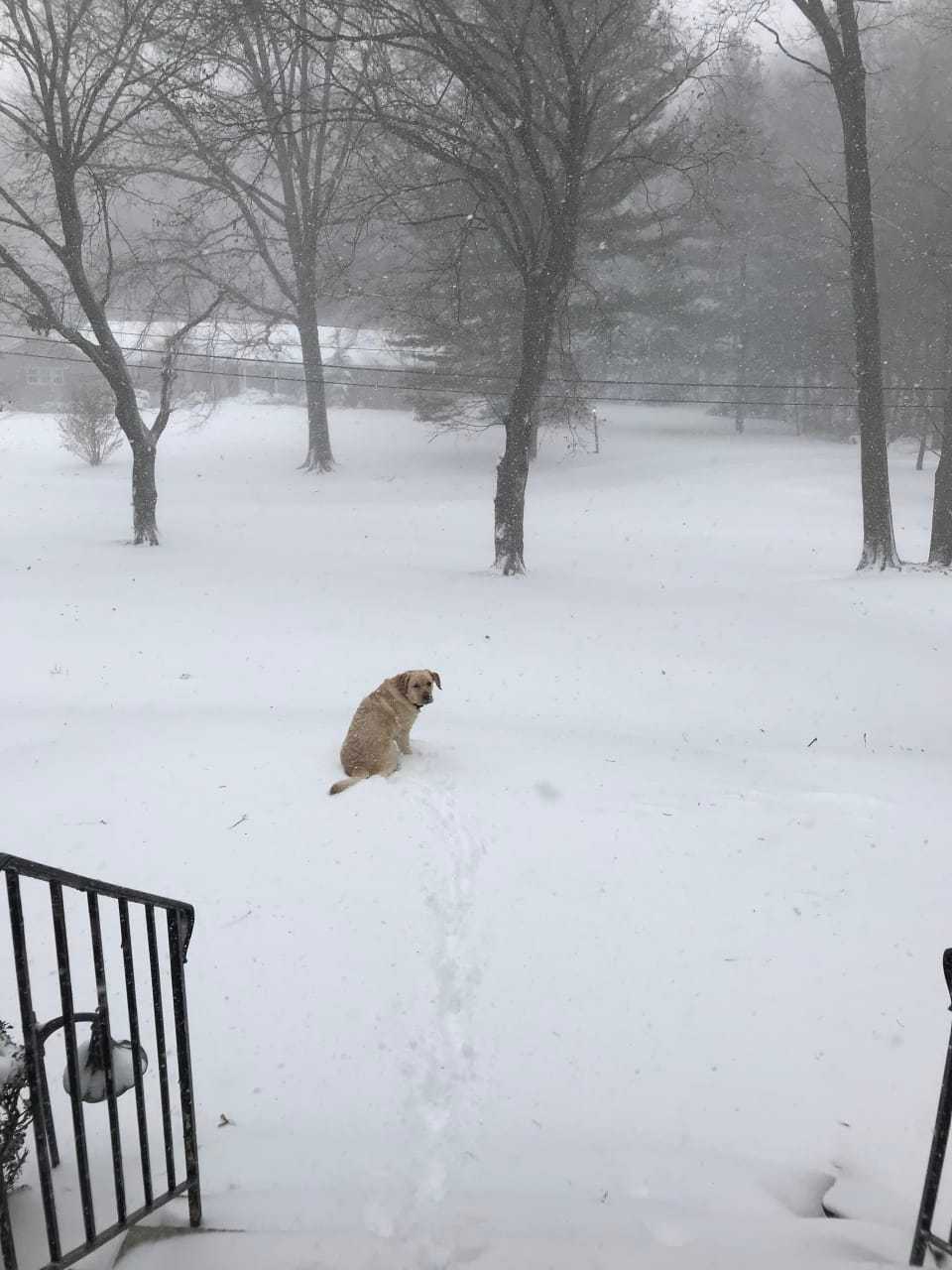 An anonymous reader snapped this snowy scene in Greenwich.