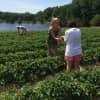 Jones Family Farm is open for strawberry picking.