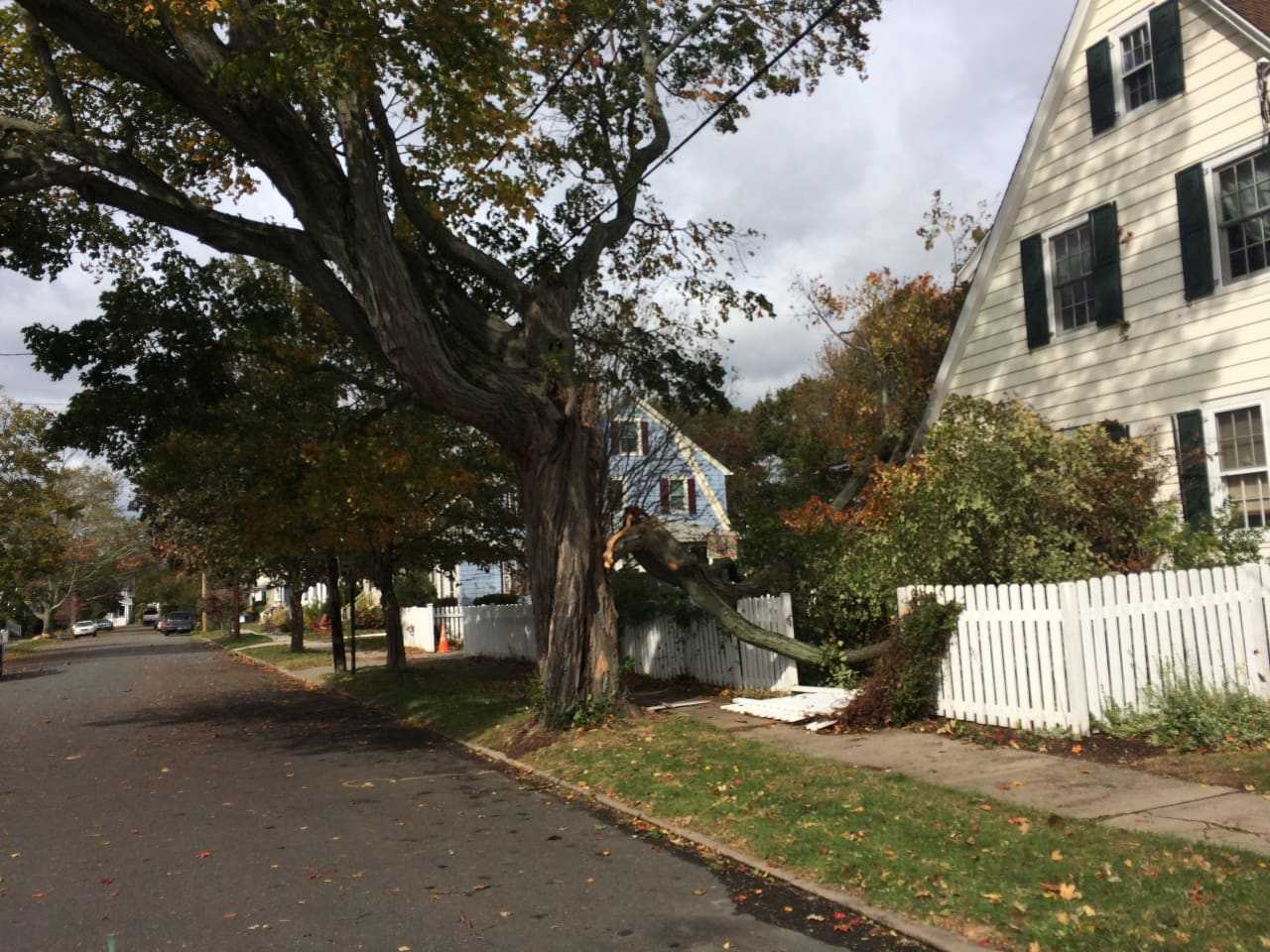 A large part of this tree came down on the rear of a home on Grovers Avenue in the Black Rock section of Bridgeport.