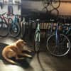 It's dog-friendly at Pacific Cycling & Triathlon in Stamford.
