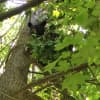 A bear is up a tree Tuesday near downtown New Canaan.