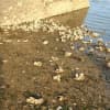 Numerous dead oyster shells and dead fish were found along Harbor Island Park's public beach on Tuesday evening. They washed up from Mamaroneck Harbor which connects with Long Island Sound.