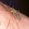 Mosquitoes In Pittsfield Test Positive For West Nile Virus; Here's How To Protect Yourself