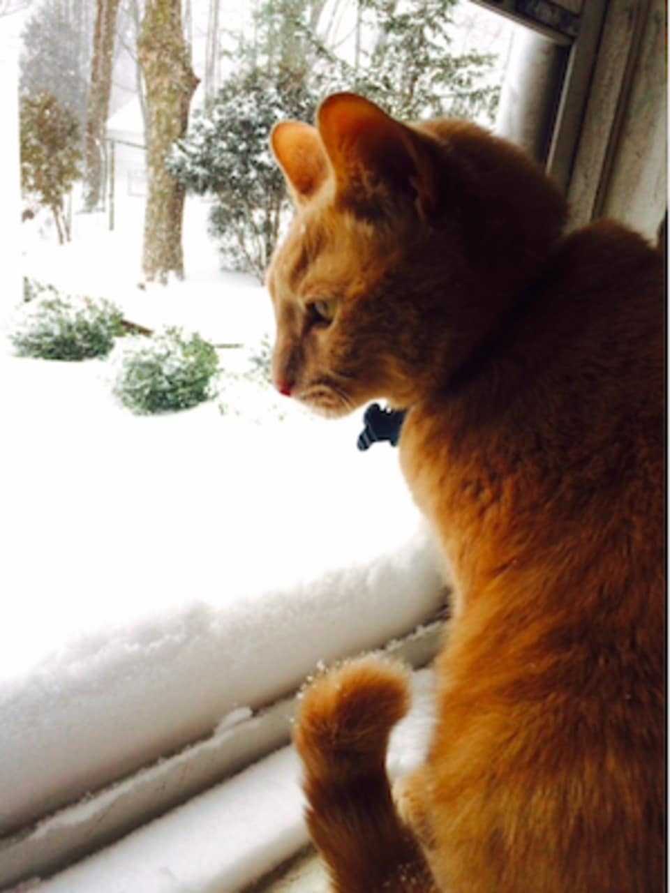 Buzzy peering at the snow in New Canaan