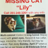 A Stamford couple are looking for their cat "Lily" who has been missing ever since a massive tree fell on to their home at 28 Elmbrook Drive. No one was hurt but the house is destroyed.