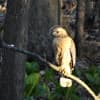 Red-shouldered Hawks are both easy to hear and easy to see in the early spring.