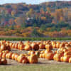 A sea of pumpkins will greet visitors to Jones Family Farms in Shelton later this month.
